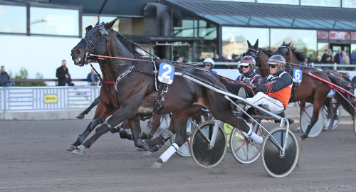 Auktionsdyringens revansch i aveln