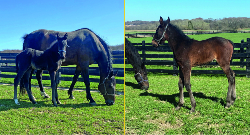 Nyfött hos Snogarps Gård