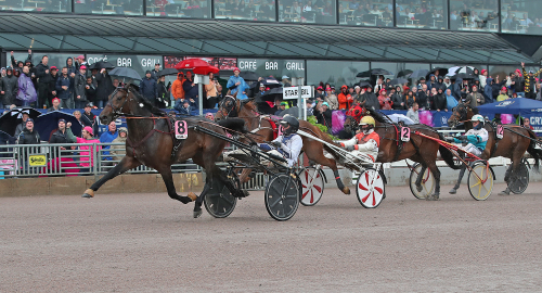 Charliebrown med staket