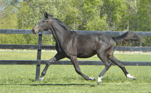 93 ettåringar under klubban