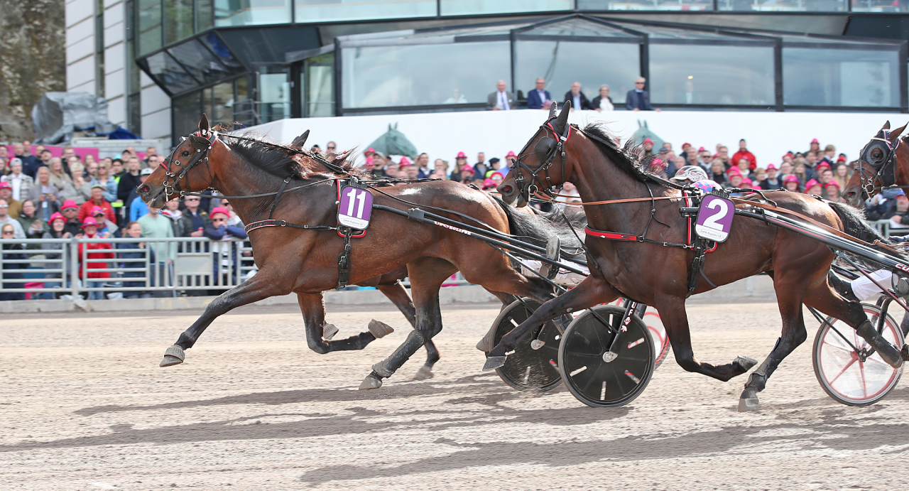 Hurricane D.K med Robin Bakker tog hem Breeders Course-finalen på Solvalla under Elitloppshelgen. Foto Mathias Hedlund/Sulkysport