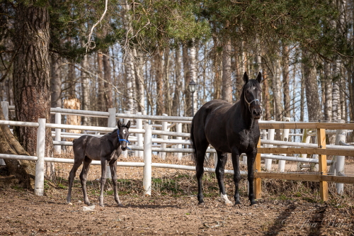 Åttonde generationen