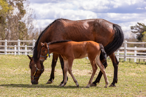 Nya föl på Västerbo Stuteri