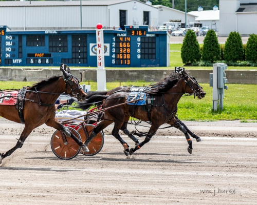Balazsi-uppfödning i topp