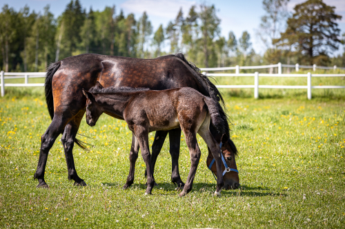 Bildextra: sju nya fölrapporter