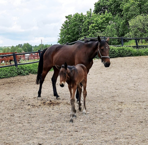 Med anor från Ina Scot