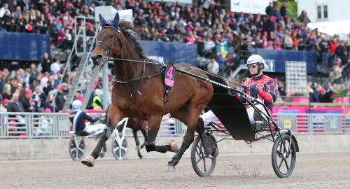 Elitloppshäst i topp