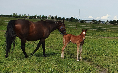 Lillasyster till obesegrad