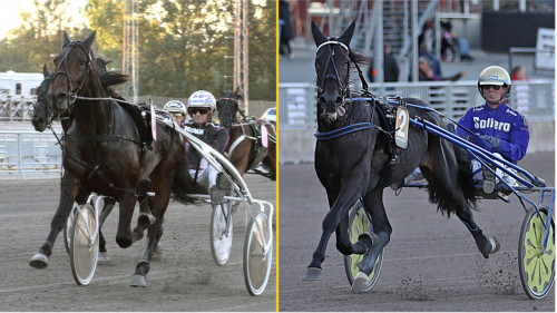 Bengan bäst i långa loppet?