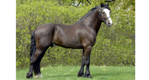 Nytt veckorekord för kallblod