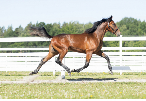 Ettåring kostade två miljoner