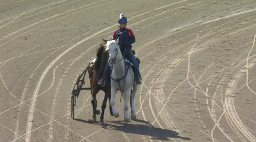 Outrider fångade in löshästar