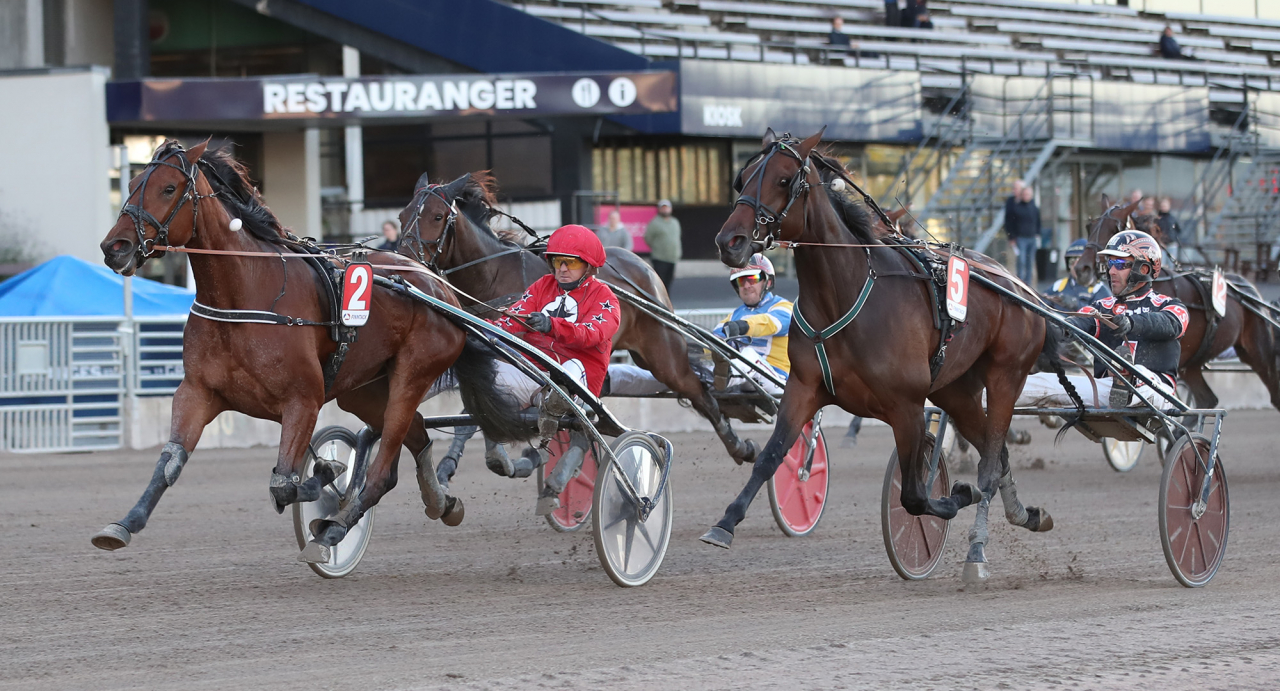 Bonneville W.I. är en av tre hästar från Timo Nurmos stall i Oaks. Foto Mathias Hedlund/Sulkysport