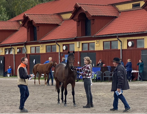 Auktionslopp med dyringar