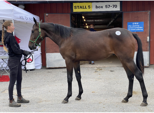 V86: Florhed om favoriten ”Kommer att lättas…”