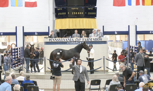 Melander köpte flest och dyrast