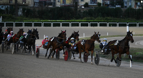 Zeudi Amg från tät