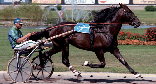 P d’A: Den franska rasen