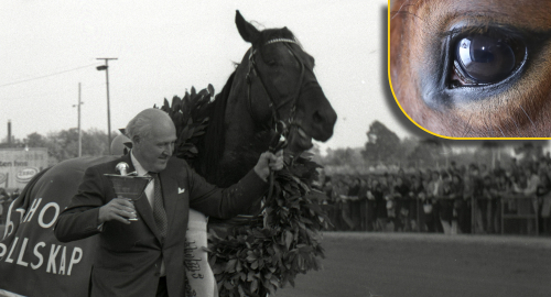 ”Allt skars bort utom det viktigaste – testiklarna”