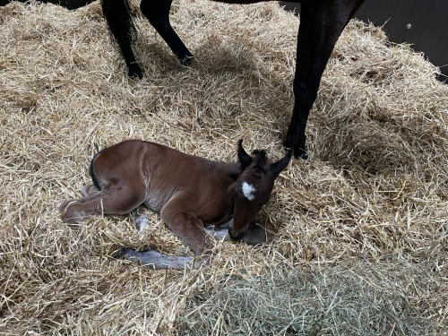 Med anor från Lady Ann Reed