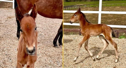 Här är superstoets första föl