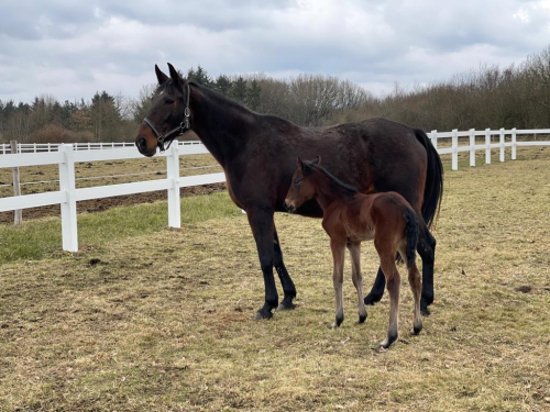 Nyfött i Danmark och Sverige