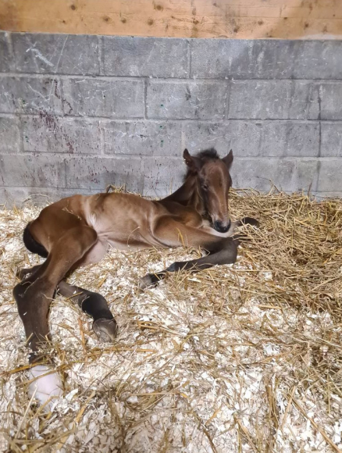 Önas Prince har blivit far