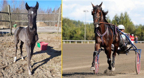 Korken ur för nionde fölet