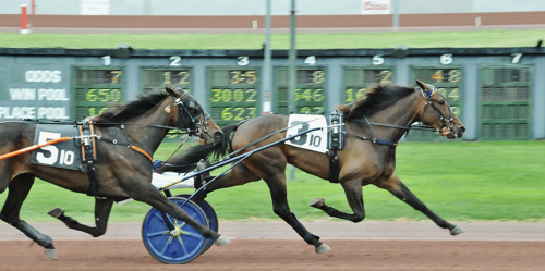Debutvinst för auktionsdyring