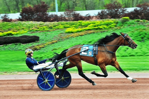 Gimpanzee-syster debutvann