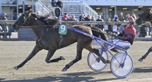 V75: Liten häst – stort hjärta