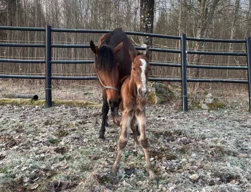 Bildextra: två nya föl