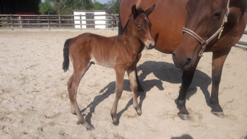 Bildextra: fem nya föl