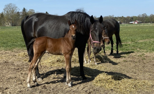 Bildextra: fyra nya föl