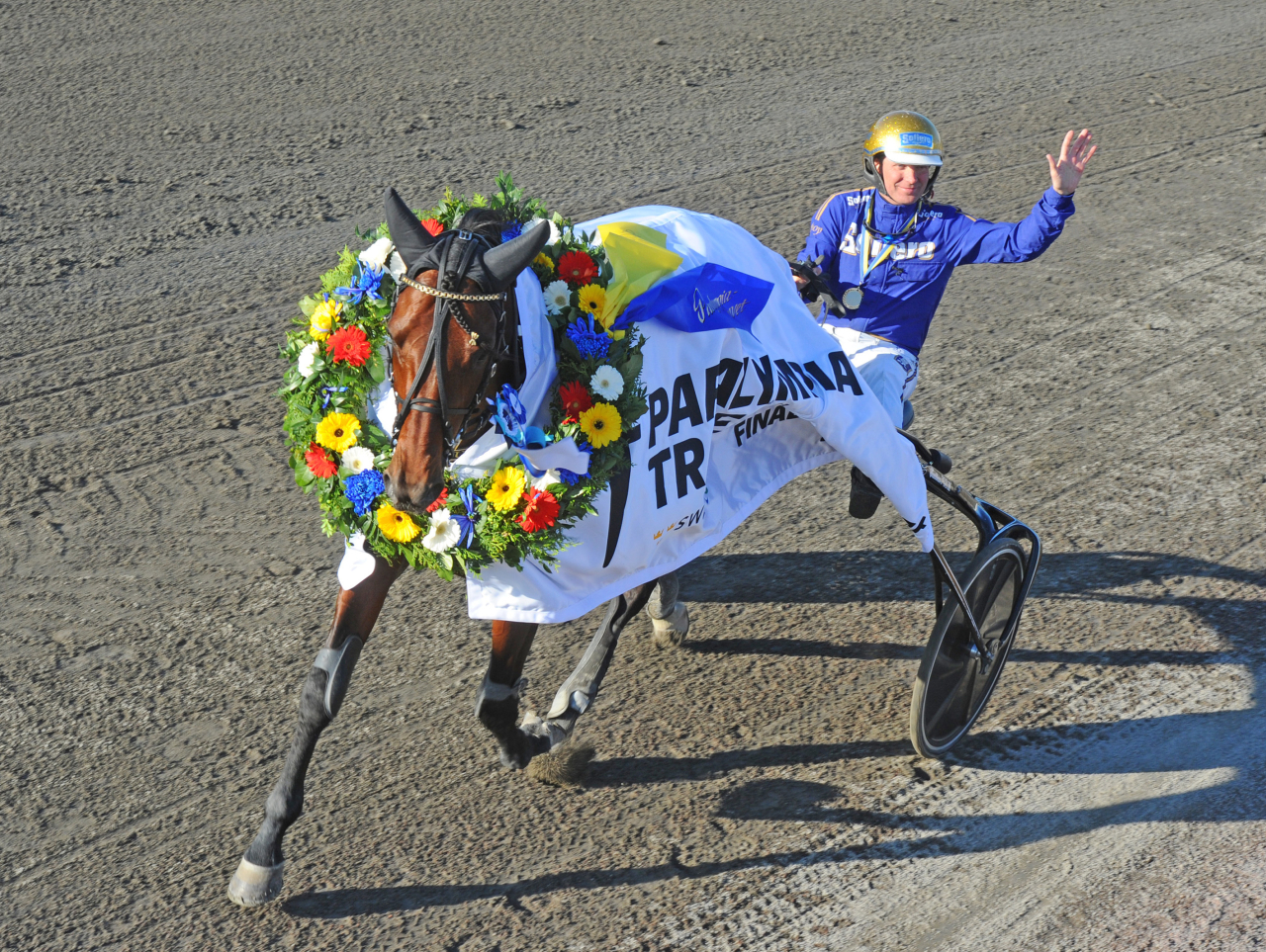 San Moteur är inte bara en vnnare på banan – han är också populär som avelhingst och betäckte flest av de nya hingstarna i år. Foto: Adam Ström/stalltz.se