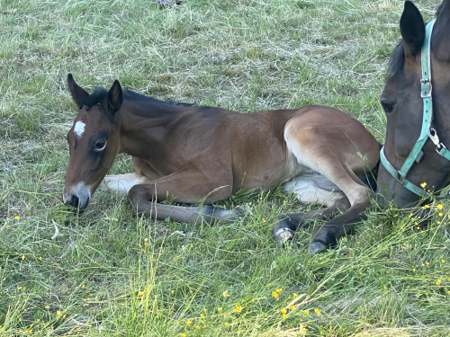 Nyfött på Varps Gård