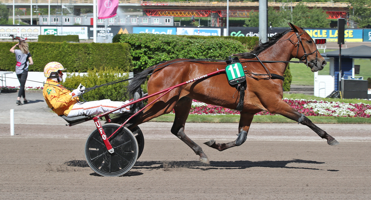 Esmeralda Bez och Alessandro Gocciadoro vann Breeders Course för treåriga ston ifjol med 600.000 kronor i förstapris. Foto Mathias Hedlund/Sulkysport