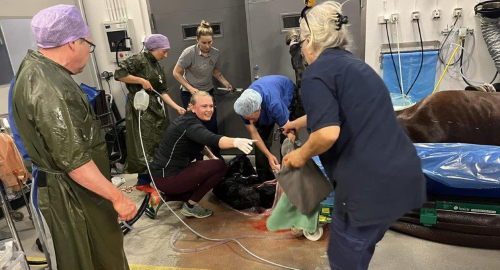 Bildextra: Mirakelfölet på Västerbo