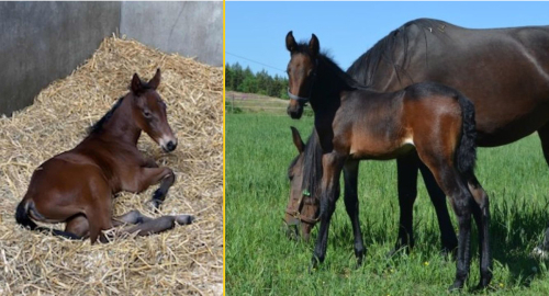 Bildextra: två nya föl