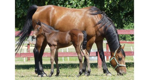 Bildextra: tre nya föl