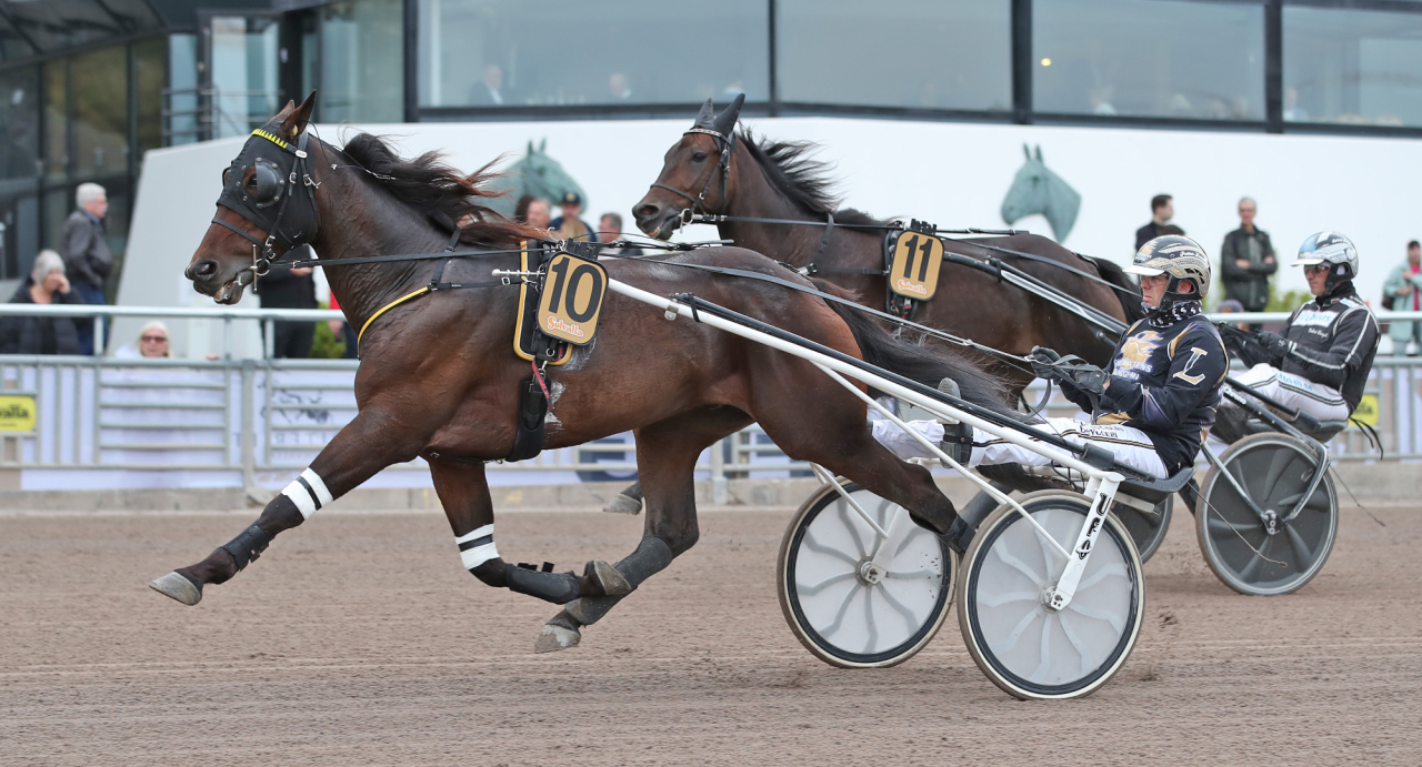 Bengt-Erik Källsenius Marvelous kan ordna hemmaseger i Silverdivisionen tillsammans med Petter Lundberg. Foto Mathias Hedlund/Sulkysport