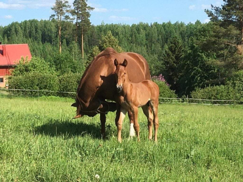 Nyfött med elitmöderne