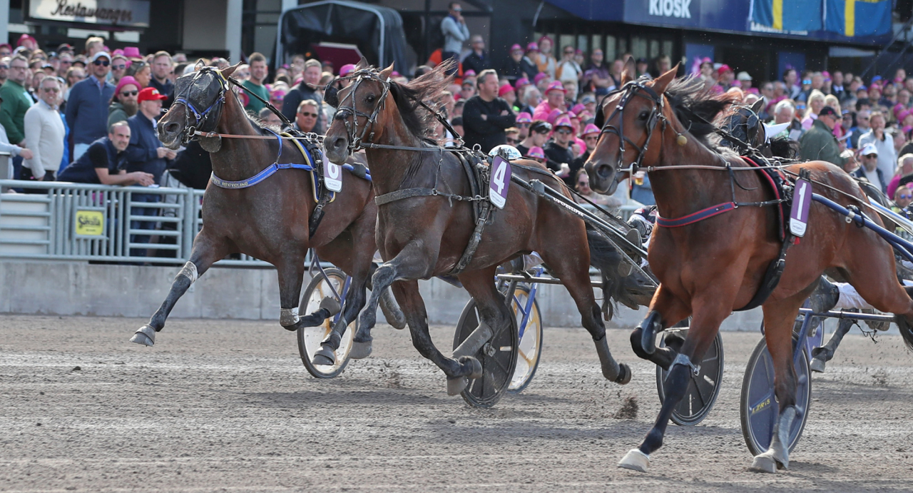 Cincinnati Beach S (4) och Micha Brouwer tog andraplatsen i Breeders Course-finalen under Elitloppshelgen bakom Epsom As (1). Foto Mathias Hedlund/Sulkysport