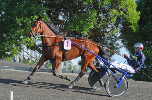 Kinglet Bird vann direkt