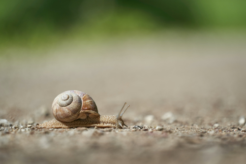 Hur många tränare bryter mot ST:s dopingreglemente?