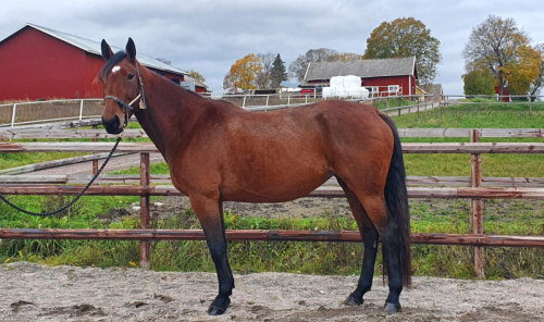 Donna kostade 530.000 kronor