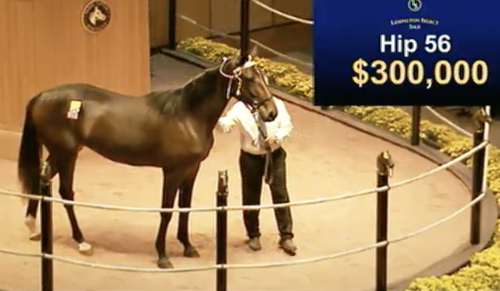 Rekordpris för embryo-sto