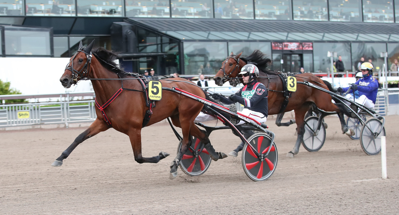 Boscha Diablo besegrade Fame and Glory i Breeders Crown-semifinalen. Foto Mathias Hedlund/Sulkysport