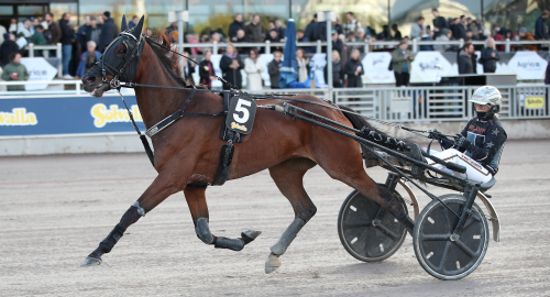 V86: Starkast i S:t Leger?