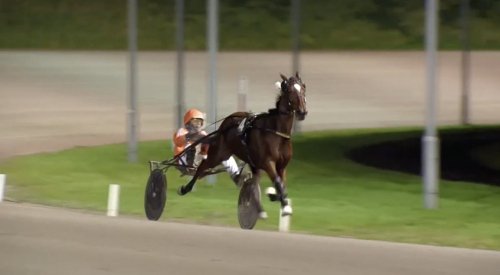 Uppvisning av Zeudi Amg